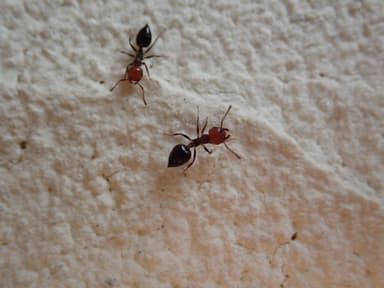 Crematogaster scutellaris photo 263