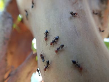 Crematogaster scutellaris photo 266