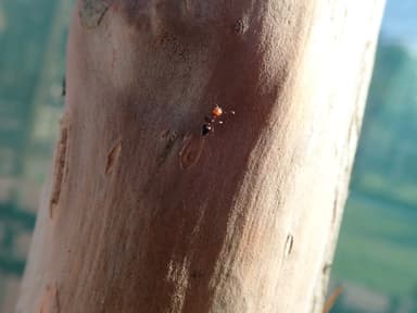 Crematogaster scutellaris photo 267