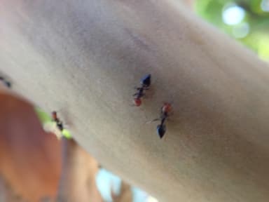 Crematogaster scutellaris photo 268