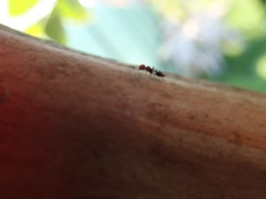 Crematogaster scutellaris photo 269