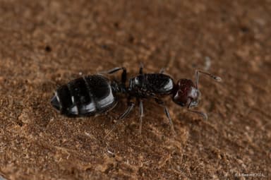 Crematogaster scutellaris photo 270