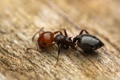 Crematogaster scutellaris photo 272