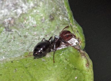 Crematogaster scutellaris photo 274