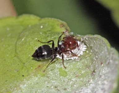 Crematogaster scutellaris photo 277