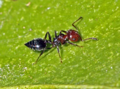 Crematogaster scutellaris photo 278