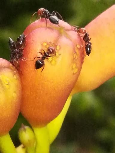 Crematogaster scutellaris photo 281