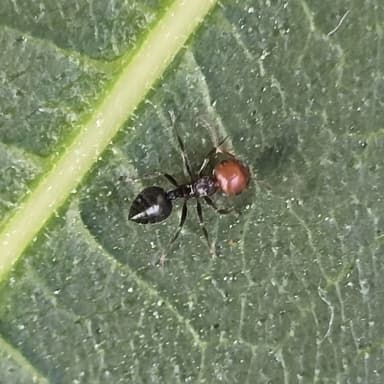 Crematogaster scutellaris photo 282