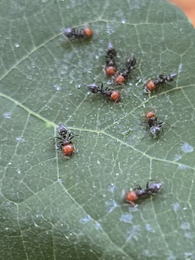 Crematogaster scutellaris photo 283