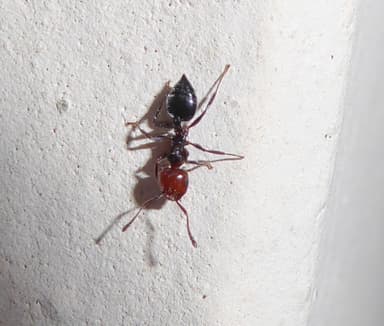 Crematogaster scutellaris photo 285