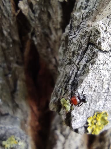 Crematogaster scutellaris photo 286