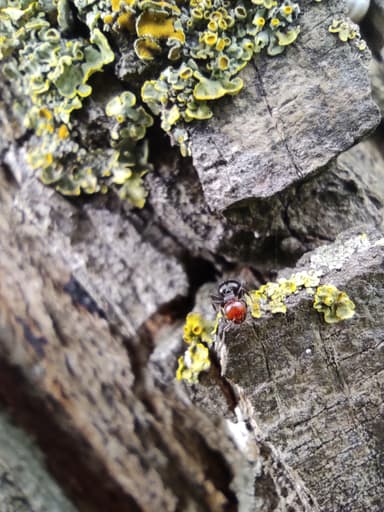 Crematogaster scutellaris photo 288