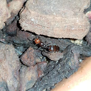 Crematogaster scutellaris photo 290