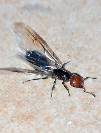 Crematogaster scutellaris — queen photo 291