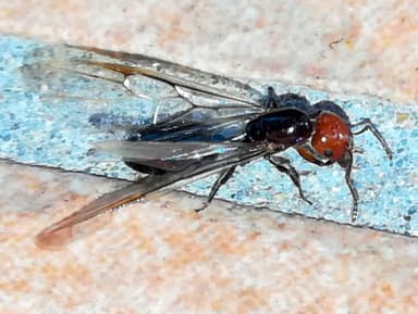 Crematogaster scutellaris — queen photo 293