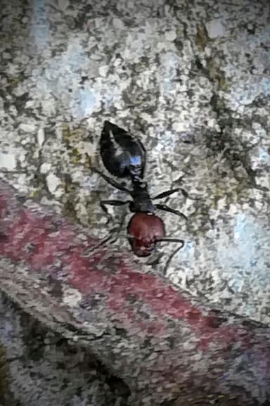 Crematogaster scutellaris photo 295