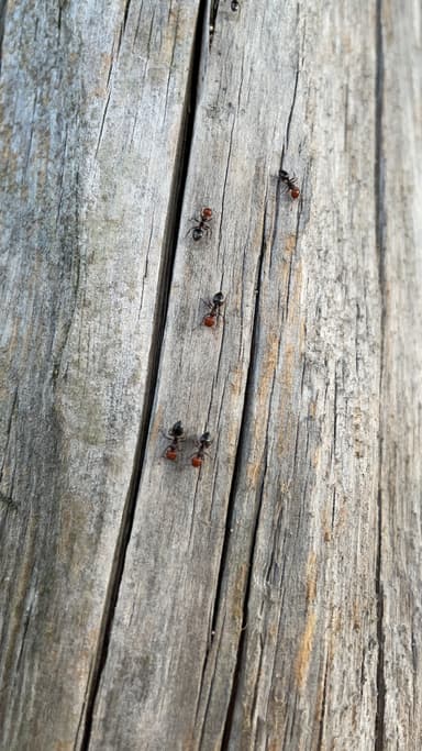 Crematogaster scutellaris photo 296