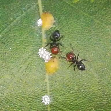 Crematogaster scutellaris photo 300