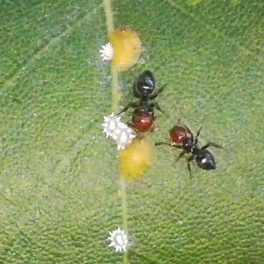 Crematogaster scutellaris photo 301