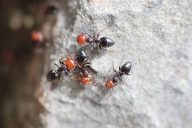 Crematogaster scutellaris photo 306