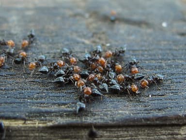 Crematogaster scutellaris photo 7
