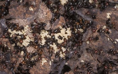 Crematogaster scutellaris photo 8
