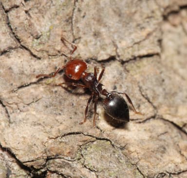 Crematogaster scutellaris photo 12