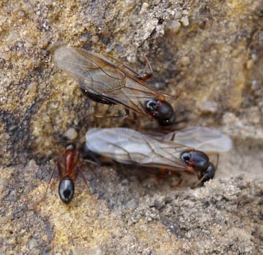 Crematogaster scutellaris — queen photo 13