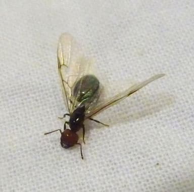 Crematogaster scutellaris — queen photo 14