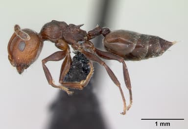 Crematogaster scutellaris — queen photo 16