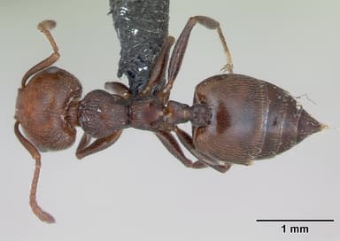 Crematogaster scutellaris — queen photo 17