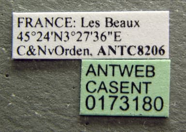 Crematogaster scutellaris photo 19