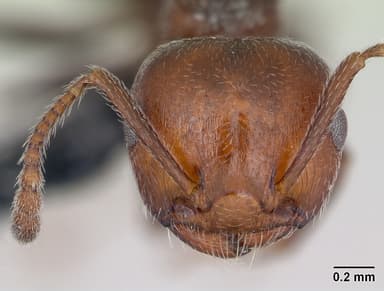 Crematogaster scutellaris — queen photo 20