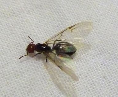 Crematogaster scutellaris — queen photo 21