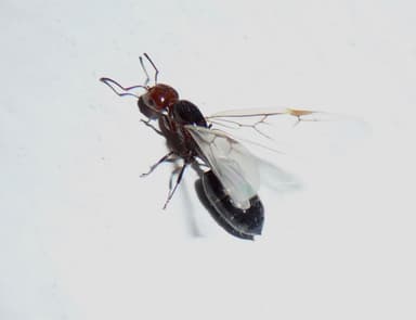 Crematogaster scutellaris — queen photo 23