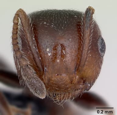Crematogaster scutellaris — queen photo 25