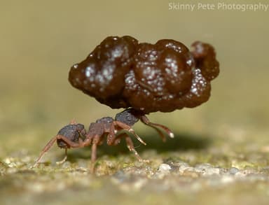 Cyphomyrmex minutus photo 15