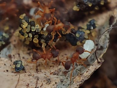 Cyphomyrmex minutus photo 16