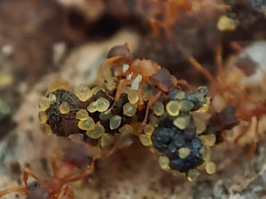 Cyphomyrmex minutus photo 17