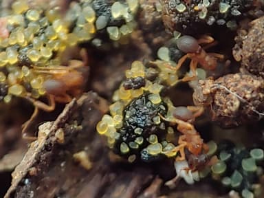 Cyphomyrmex minutus photo 18