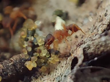Cyphomyrmex minutus photo 19