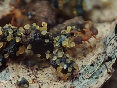 Cyphomyrmex minutus photo 20