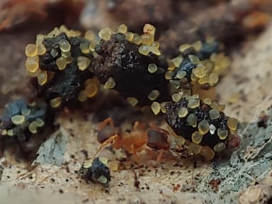 Cyphomyrmex minutus photo 21