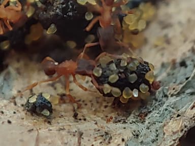 Cyphomyrmex minutus photo 22