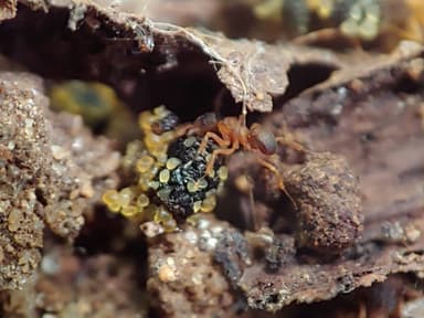 Cyphomyrmex minutus photo 23