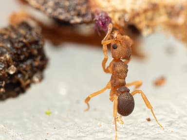 Cyphomyrmex minutus photo 24