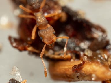 Cyphomyrmex minutus photo 25