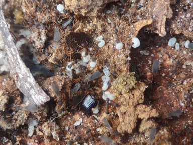 Cyphomyrmex minutus — colony photo 26