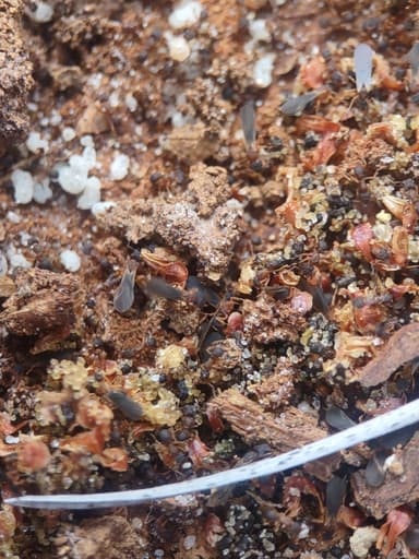 Cyphomyrmex minutus — colony photo 27