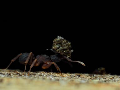 Cyphomyrmex minutus photo 28